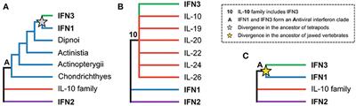 Discovery of All Three Types in Cartilaginous Fishes Enables Phylogenetic Resolution of the Origins and Evolution of Interferons